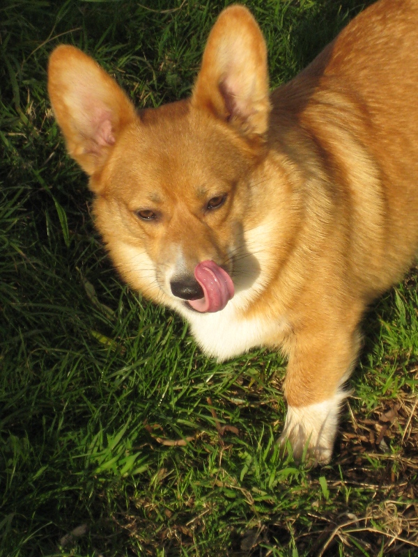 Kaya